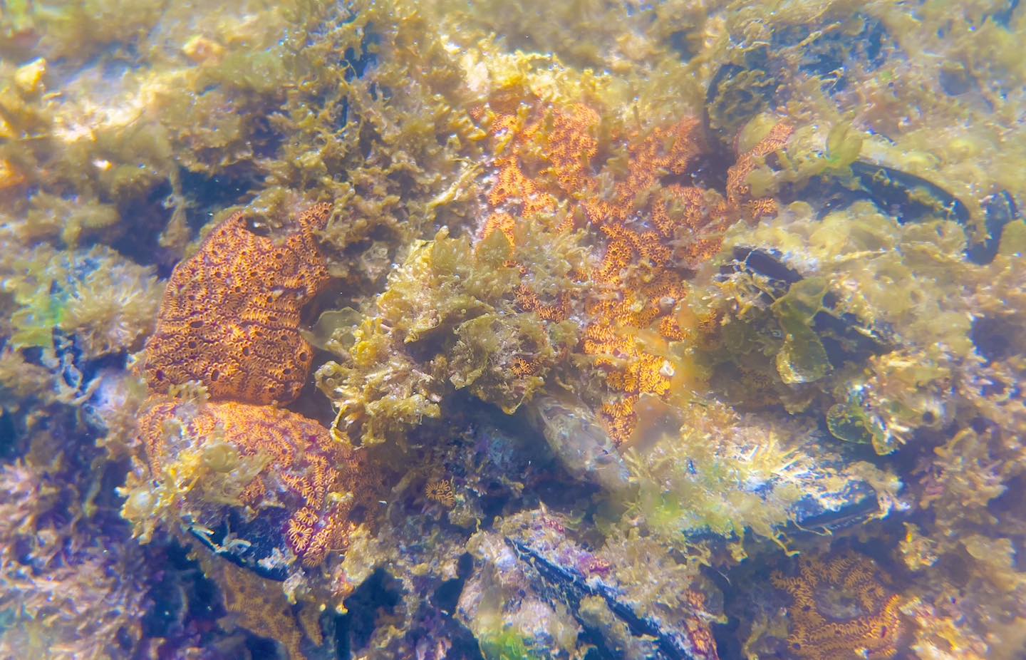 Il  Botryllus schlosseri, unascidia coloniale